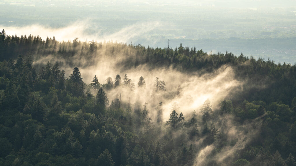 Mgła w Schwarzwaldzie